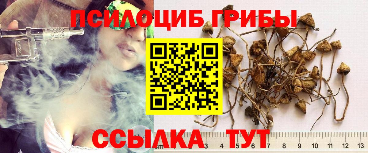 Галлюциногенные грибы Psilocybe Бутурлиновка